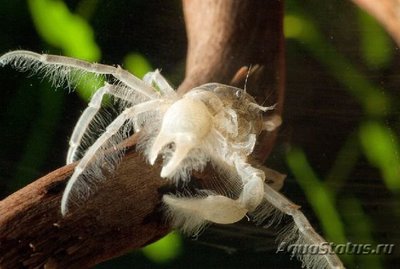 Фото Карликовые крабы (photo#110247)
