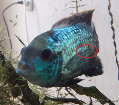 Nannacara Neon Blue. Разведение.