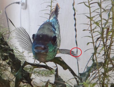 Nannacara Neon Blue. Разведение.