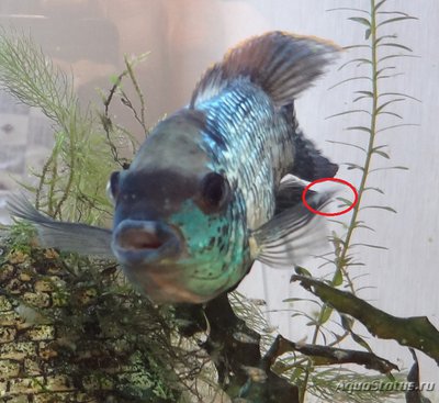 Nannacara Neon Blue. Разведение.