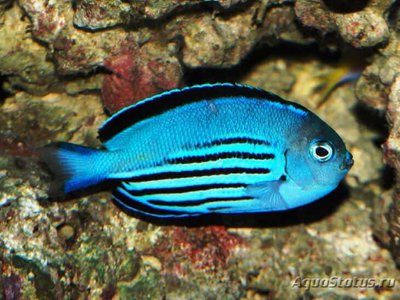 Фото Ангел лирохвостый Ватанбе Genicanthus watanabei  (photo#110617)