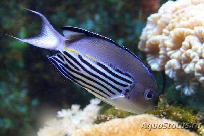 Фото Ангел лирохвостый Ватанбе Genicanthus watanabei  (photo#110618)