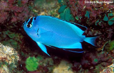 Фото Ангел лирохвостый Ватанбе Genicanthus watanabei  (photo#110619)