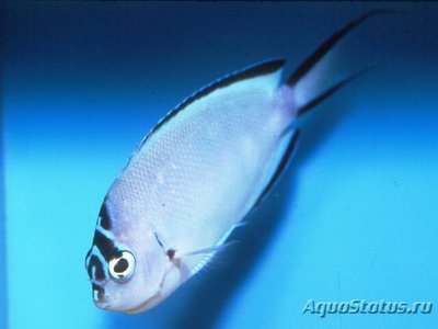 Фото Ангел лирохвостый Ватанбе Genicanthus watanabei  (photo#110621)