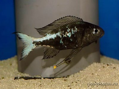 Фото Офтальмотиляпия бупс Ophthalmotilapia boops  (photo#110716)