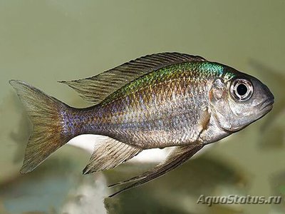 Фото Офтальмотиляпия бупс Ophthalmotilapia boops  (photo#110717)
