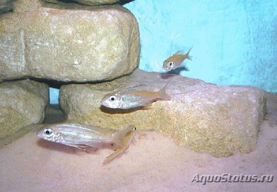 Фото Офтальмотиляпия бупс Ophthalmotilapia boops  (photo#110718)