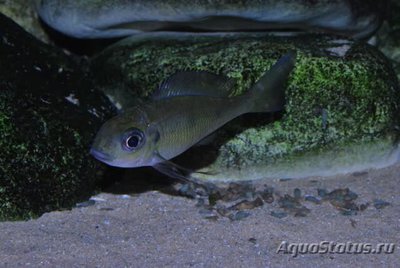 Фото Офтальмотиляпия бупс Ophthalmotilapia boops  (photo#110719)