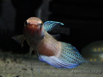 Фото Бетта Стигмоса Betta stigmosa  (photo#110721)