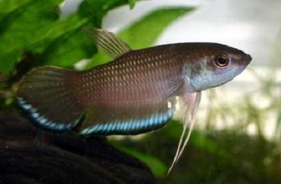 Фото Бетта Стигмоса Betta stigmosa  (photo#110722)