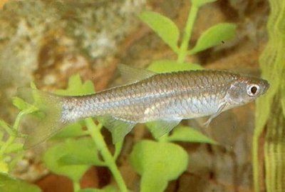 Фото Расбора дусон Rasbora dusonensis  (photo#110746)
