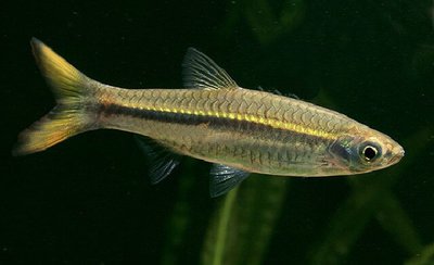 Фото Расбора дусон Rasbora dusonensis  (photo#110747)