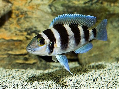 Фото Лампрологус голубой , или Зебра пятиполосая Neolamprologus tretocephalus  (photo#110819)