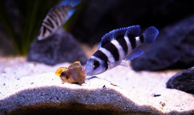 Фото Лампрологус голубой , или Зебра пятиполосая Neolamprologus tretocephalus  (photo#110821)