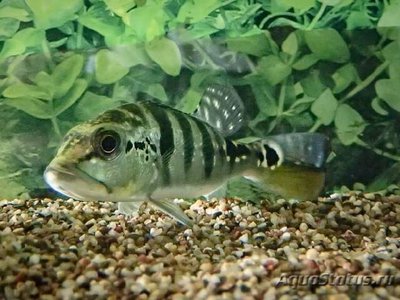 Фото Цихла теменсис Cichla temensis  (photo#110884)
