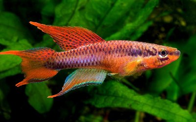 Фото Афиоземион двухполосый Aphyosemion bivittatum  (photo#110912)