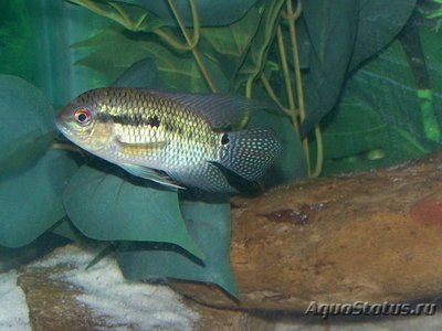 Фото Акара порту алегри Aequidens portalegrensis  (photo#110939)