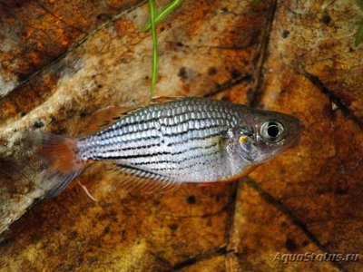 Фото Радужная рыбка Melanotaenia maccullochi  (photo#110949)