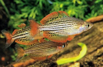 Фото Радужная рыбка Melanotaenia maccullochi  (photo#110950)