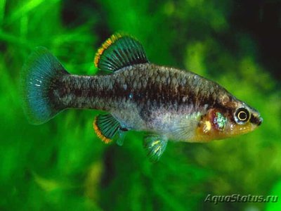 Фото Зоогенетикус куитцео Zoogoneticus quitzeoensis  (photo#110954)
