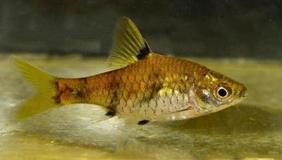 Фото Барбус каниус Cyprinus canius  (photo#110979)