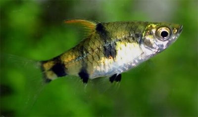 Фото Барбус каниус Cyprinus canius  (photo#110980)