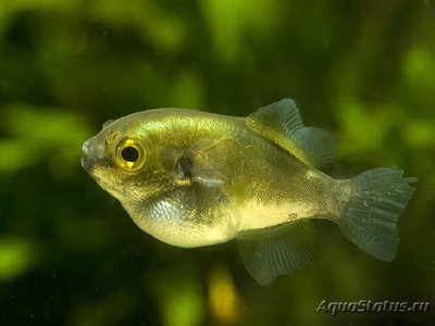 Фото Тетраодон золотой Auriglobus modestus  (photo#111039)