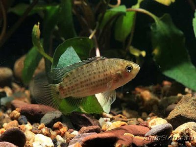 Фото Бадис таиландский Badis siamensis  (photo#111048)