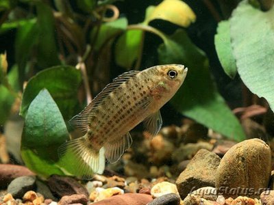 Фото Бадис таиландский Badis siamensis  (photo#111050)