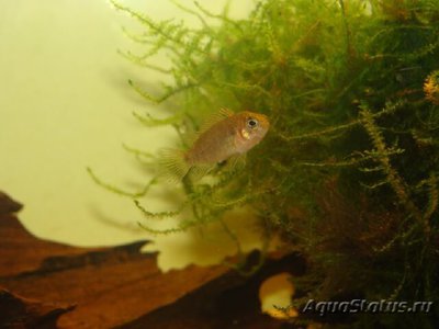 Фото Бадис таиландский Badis siamensis  (photo#111053)