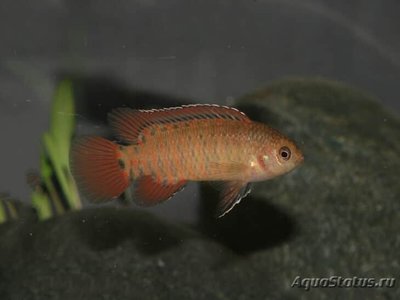 Фото Бадис пуема Badis pyema  (photo#111060)