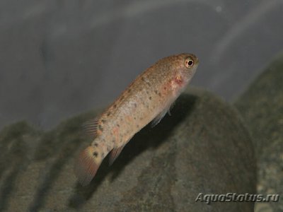Фото Бадис пуема Badis pyema  (photo#111061)