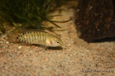 Фото Бадис пуема Badis pyema  (photo#111062)