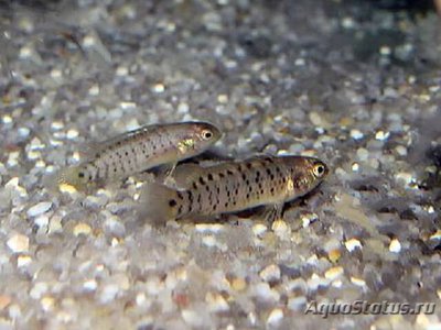 Фото Бадис пуема Badis pyema  (photo#111063)
