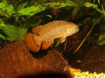 Фото Бадис мелкопятнистый Badis corycaeus  (photo#111064)