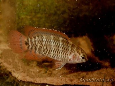 Фото Бадис мелкопятнистый Badis corycaeus  (photo#111065)