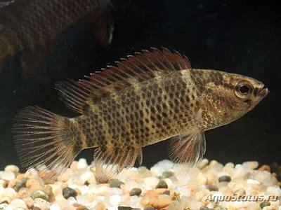 Фото Бадис мелкопятнистый Badis corycaeus  (photo#111066)