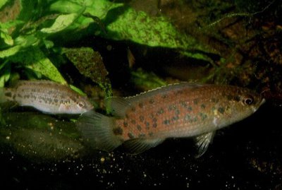 Фото Бадис ассамский Badis assamensis  (photo#111069)
