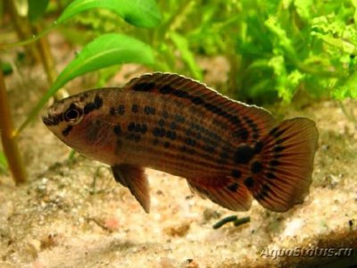 Фото Бадис бирманский Badis ruber , Burmes badis  (photo#111071)
