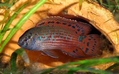 Фото Бадис бирманский Badis ruber , Burmes badis  (photo#111072)
