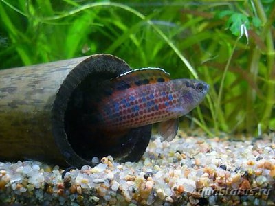 Фото Бадис бирманский Badis ruber , Burmes badis  (photo#111074)