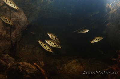 Фото Лепоринус пятнистый Leporinus maculatus  (photo#111083)
