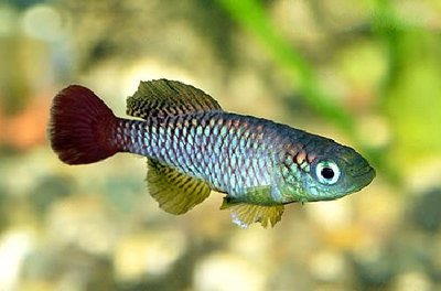 Фото Нотобранхиус фоерши Nothobranchius foerschi  (photo#111105)