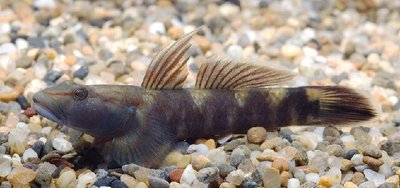 Фото Бычок радужный Rhinogobius sp.  (photo#111130)