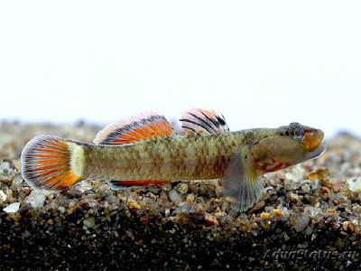 Фото Бычок радужный Rhinogobius sp.  (photo#111131)