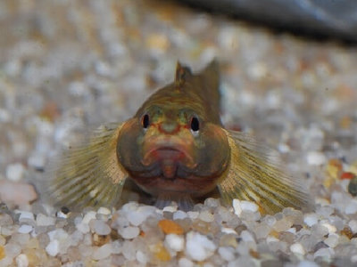 Фото Бычок радужный Rhinogobius sp.  (photo#111132)