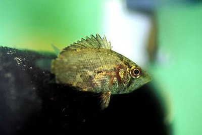 Фото Многоключник африканский Polycentropsis abbreviata  (photo#111190)