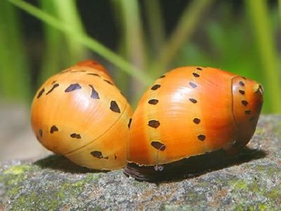 Фото Улитка Виттина, Неритина пятнистая Vittina semiconica  (photo#111233)
