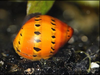 Фото Улитка Виттина, Неритина пятнистая Vittina semiconica  (photo#111234)