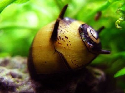 Фото Улитка рогатая Clit­hon diadema  (photo#111241)